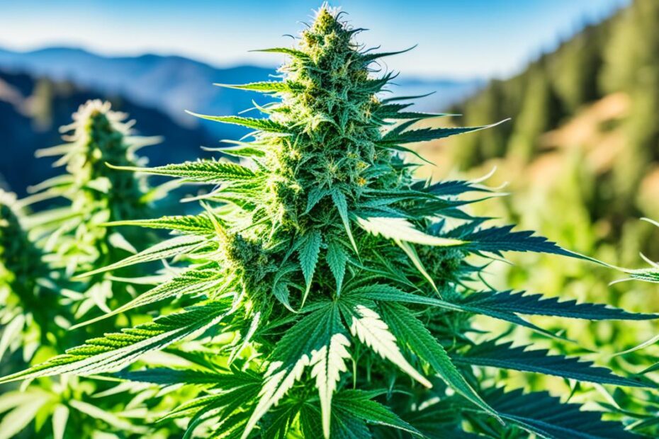 Californian Cannabis